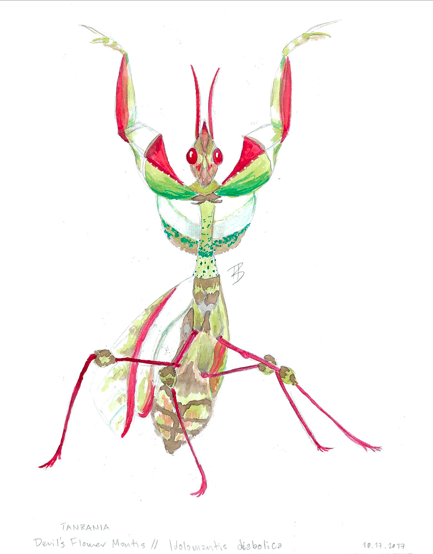 "K.O." - Mantis Art Print