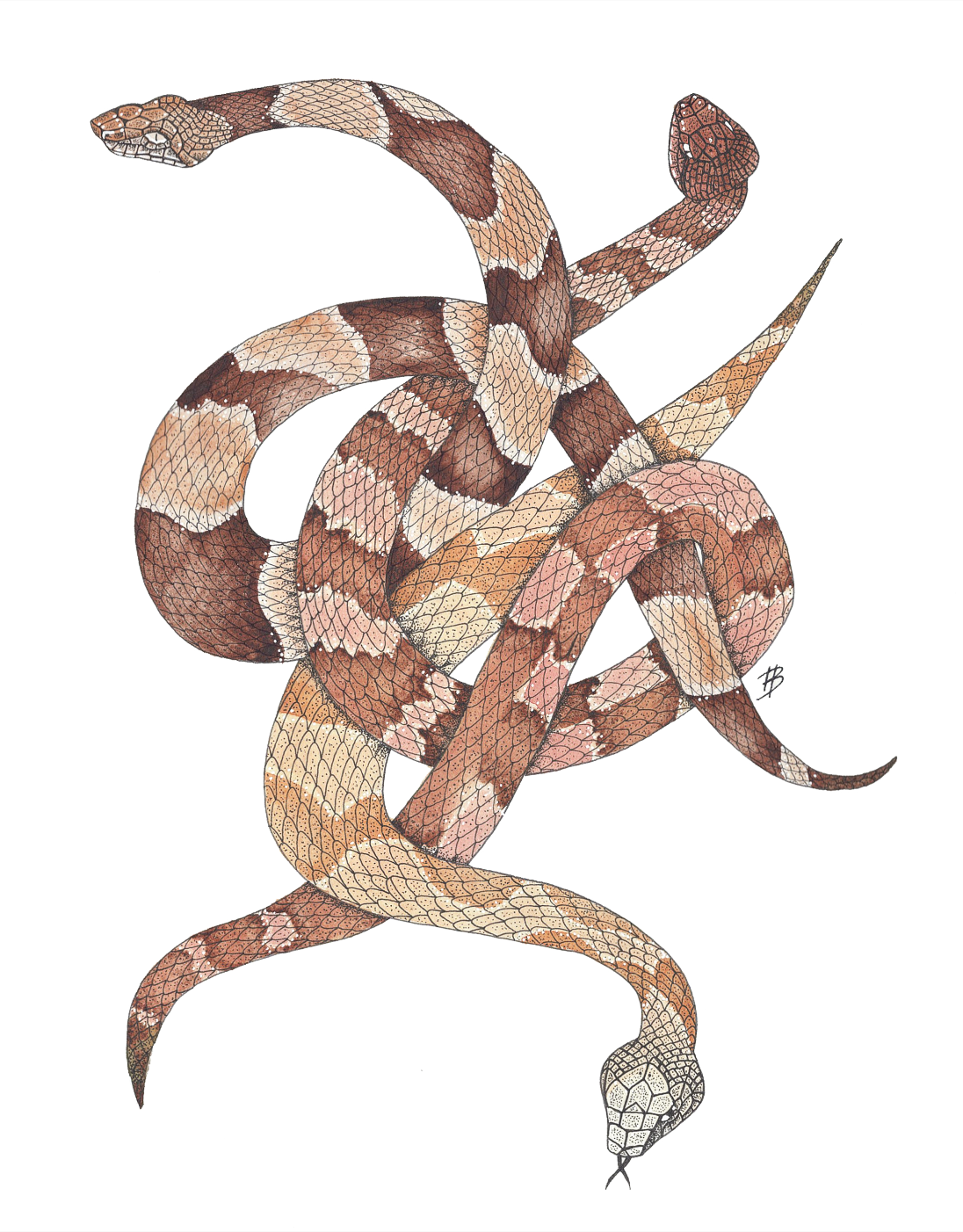 "Texas Copperhead Knot" - Snake Art Print