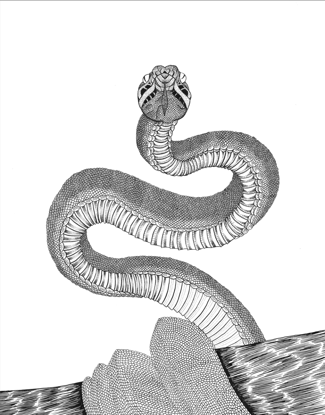 "Serpentine" - Snake Art Print